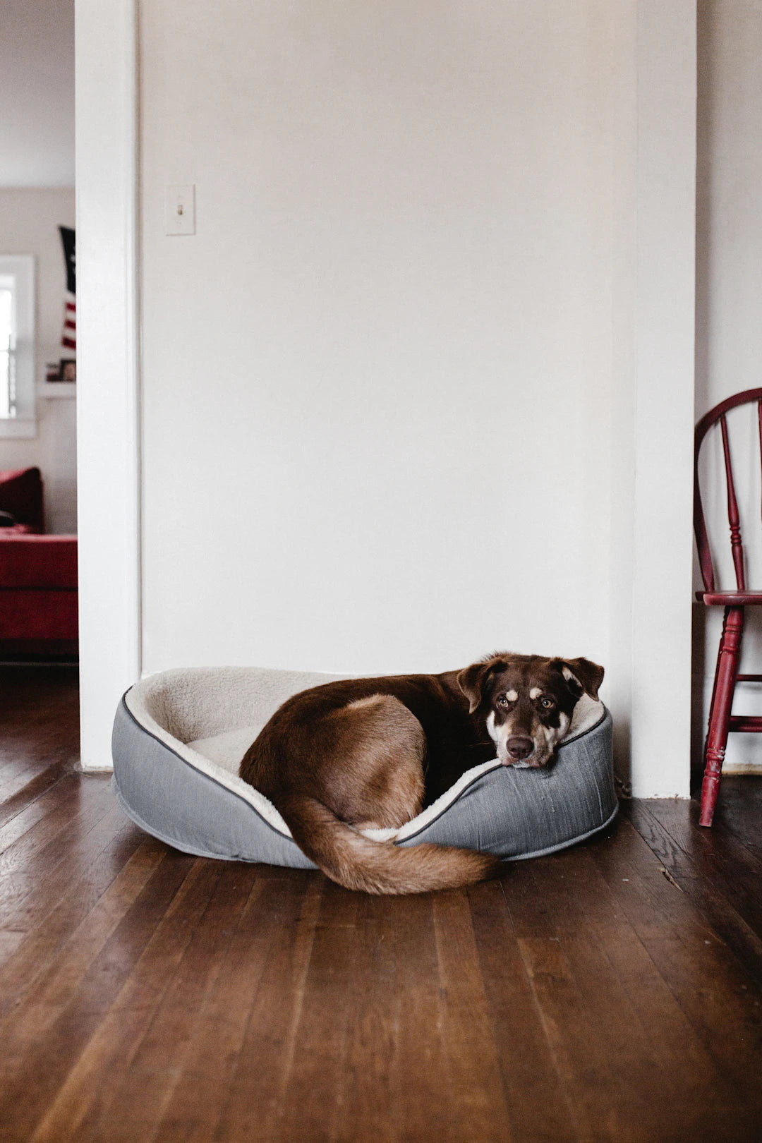 Crafting the Coziest Sleeping Area for Your Dog