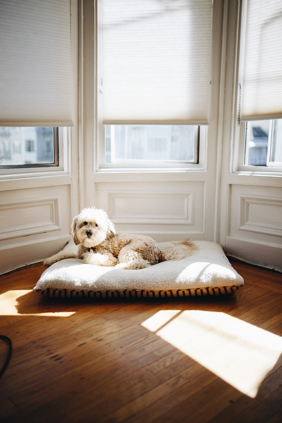 The Impact of Dog Beds on Reducing Pet Anxiety