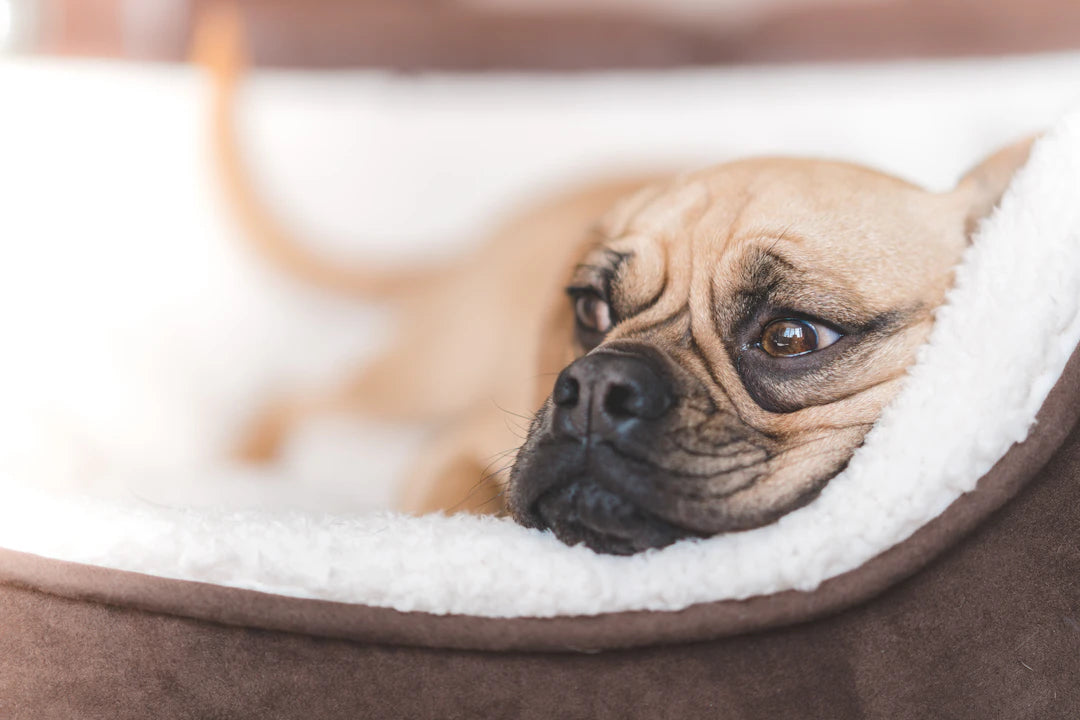 Enhance Your Pup's Sleep with the Right Dog Bed