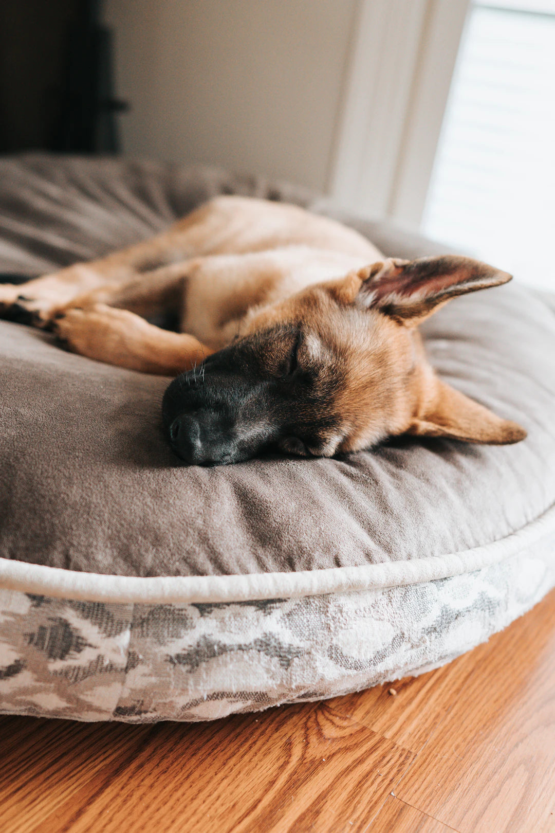 Why Your Dog Deserves an Orthopedic Bed Today