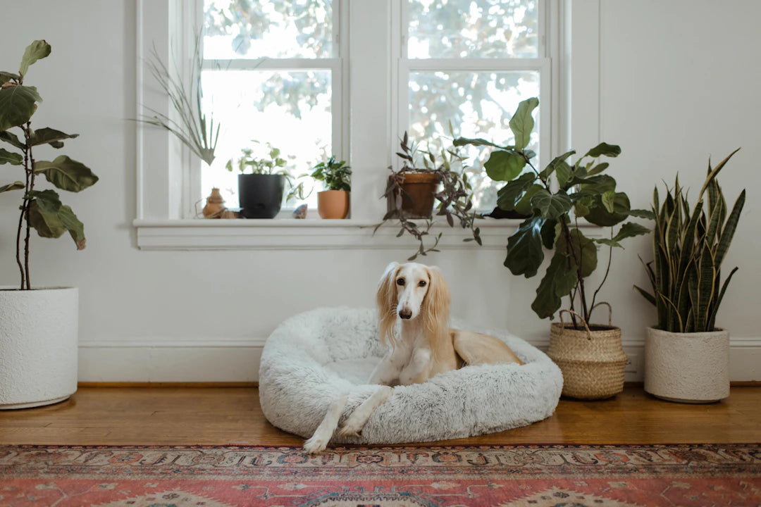 Choosing the Perfect Dog Bed for Every Breed
