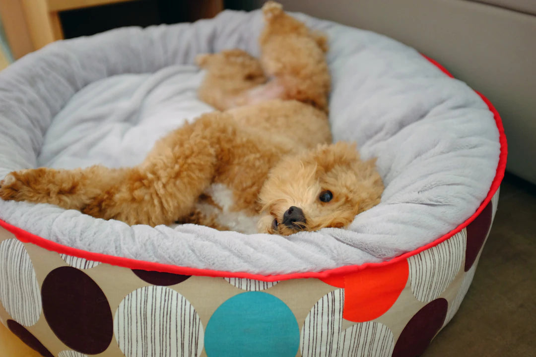 Find the Perfect Dog Bed for Your Best Friend