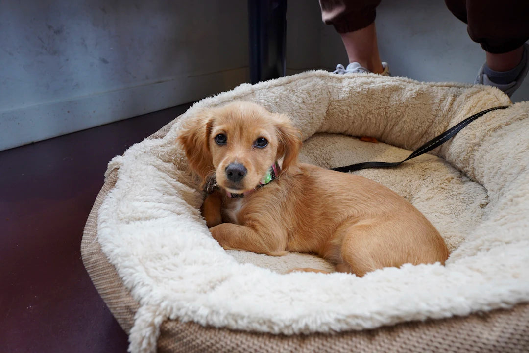 The Importance of a Good Dog Bed for Your Pet's Health