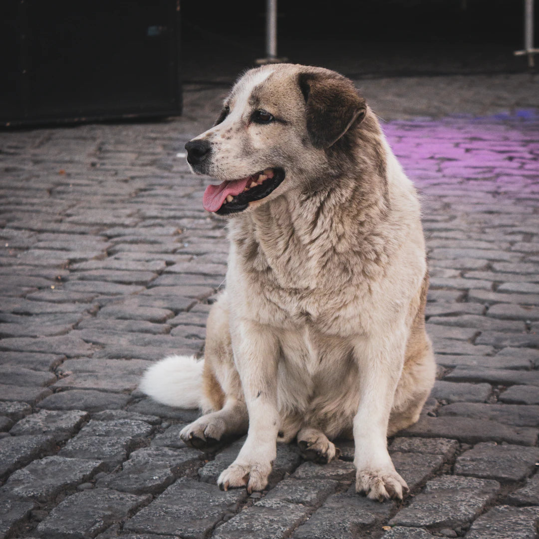 Orthopaedic Dog Beds for Large Breeds Comfort  Support