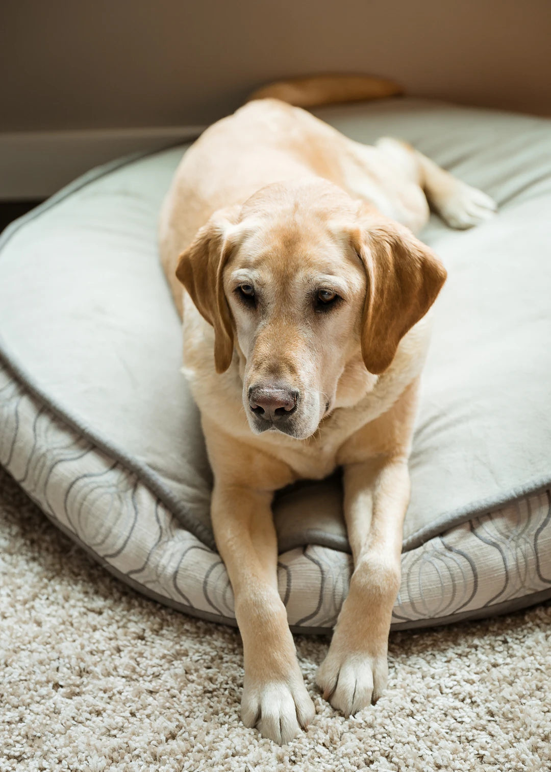 Choosing the Best Dog Bed Materials for Ultimate Comfort