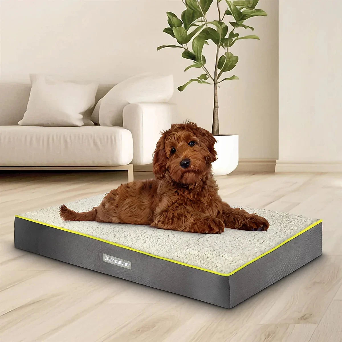 Brown dog lying on orthopedic pet bed in modern living room with sofa and plant